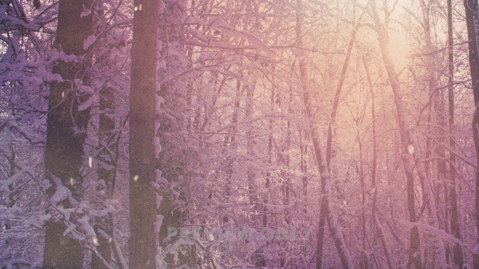 Scenic_Christmas_Forest_HD.jpg