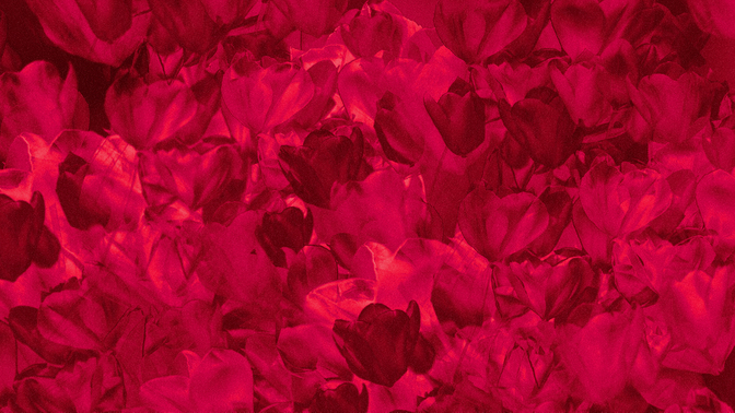 hyper bloom - 12