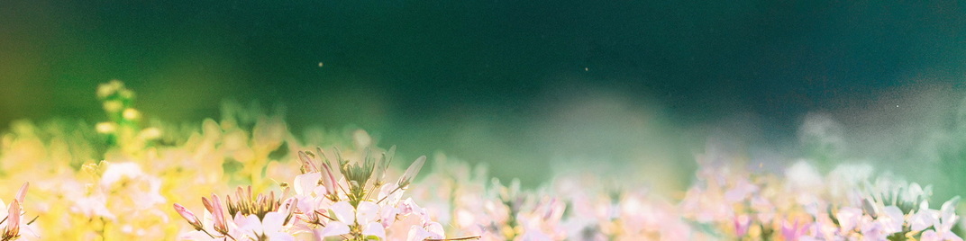 fields of bloom 1