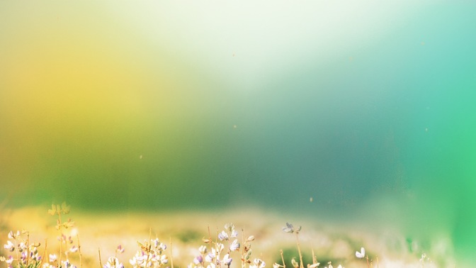 Fields_of_Bloom_6_HD.jpg