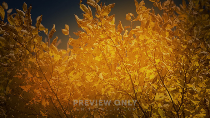 Fall_Frame_-_God_Bless_16x9-BACKGROUND#preset=tg_bg.jpg