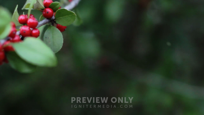 Holly Branch-Left.jpg