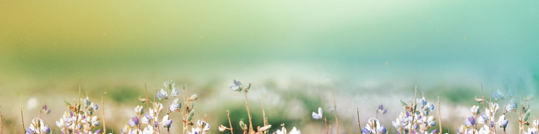 Fields_of_Bloom_6_MS_1920x480.jpg
