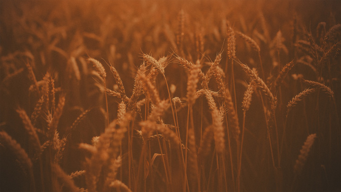 Harvest_Is_Here_WIDE-BACKGROUND#preset=tg_bg.jpg