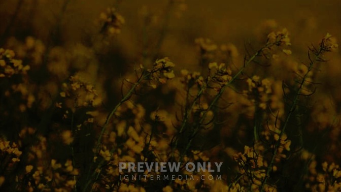 Flowers_16x9.jpg