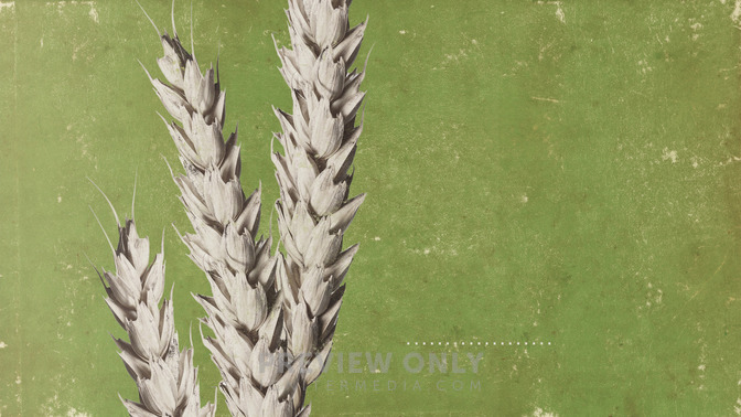 When_a_Grain_of_Wheat_Falls_16x9-TITLE-3#preset=tg_title3.jpg