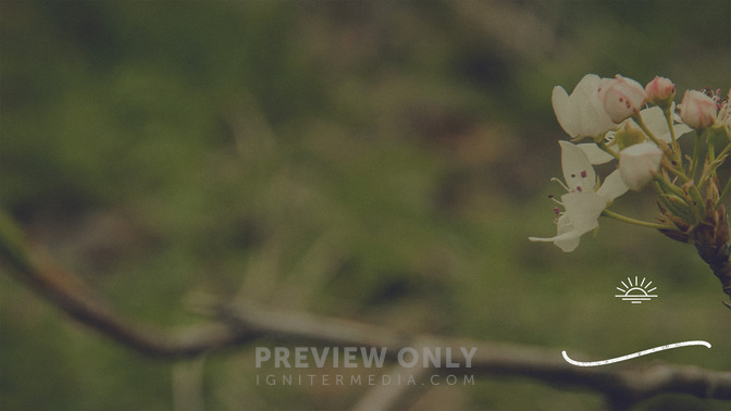 Blossoms_-_Thanks_16x9-CONTENT-3#preset=tg_alt3.jpg