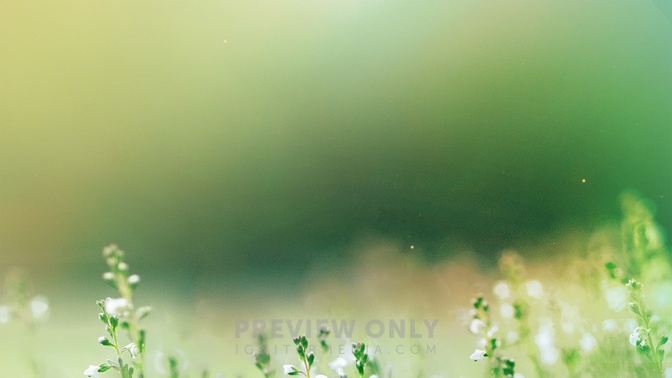 Welcome_Fields_of_Bloom_WIDE-BACKGROUND#preset=tg_bg.jpg