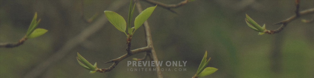 Blossoms_Buds_MS_1920x480.jpg