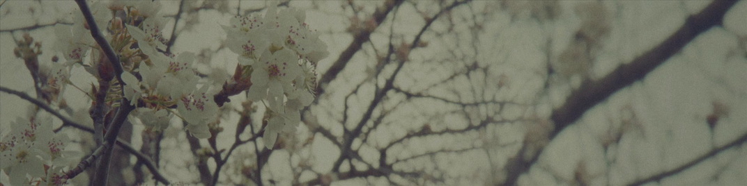 Blossoms_Many_MS_1920x480.jpg