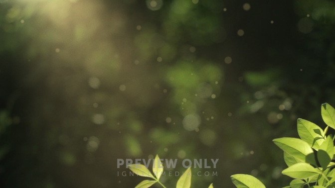 Spring_Flora_-_Bush_16x9-TITLE-1#preset=tg_title1.jpg