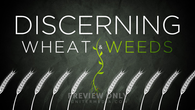 Discerning_Wheat__Weeds_16x9-TITLE-2#preset=tg_title2.jpg