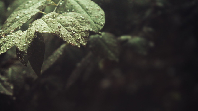 rainy leaves - left