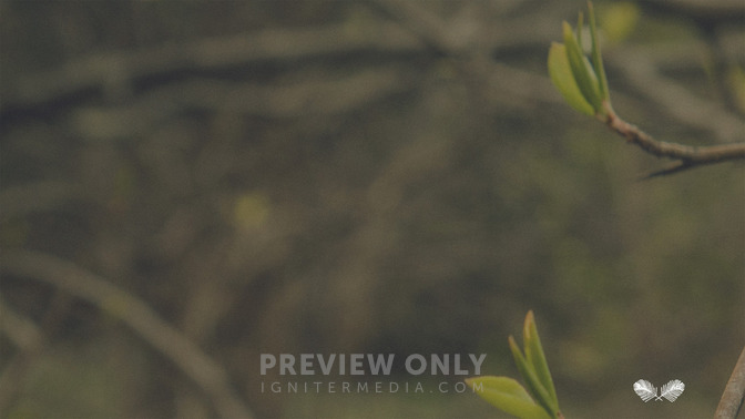 Blossoms_-_Palm_Sunday_16x9-CONTENT-3#preset=tg_alt3.jpg