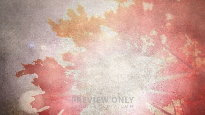 FallRedTreeShine_still-1280x720.jpg