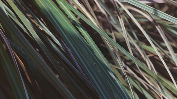 spring green - grass