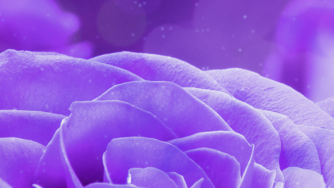 WL_Rose_Pedals_Purple_720p_Preview.jpg