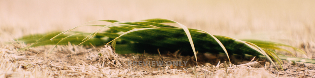 Palm Sunday UW_SD.jpg