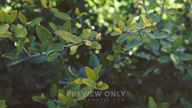 Spring_2020_Bush_HD.jpg