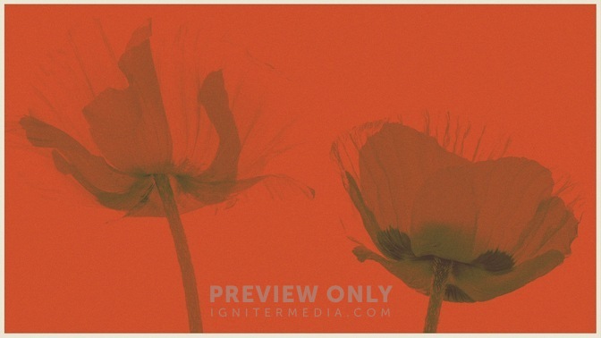 Memorial Day_Memorial Day_poppies_HD.jpg