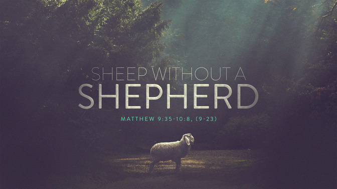 sheep without a shepherd