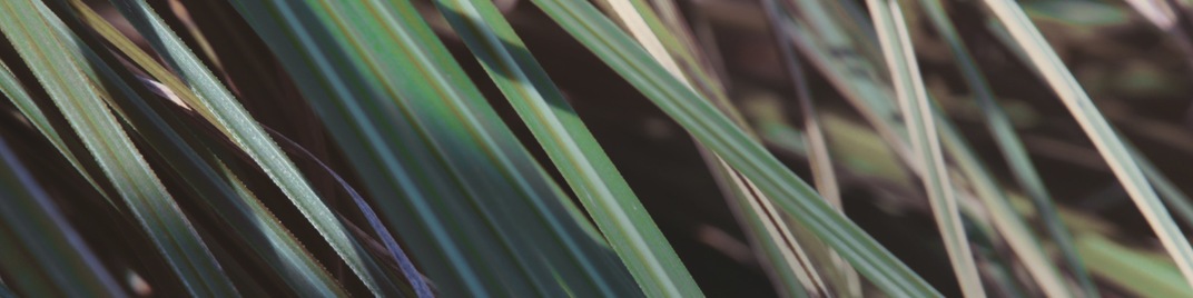 Spring_2020_Long_Grass_UW_SD.jpg
