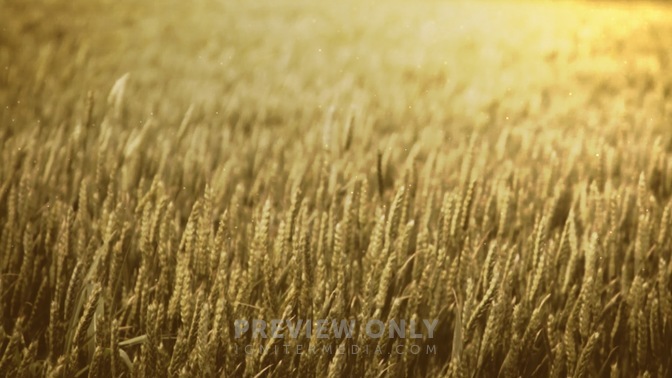 Wheat_Field_-_Golden_16x9.jpg