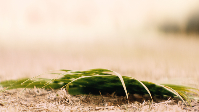 Palm Sunday HD.jpg