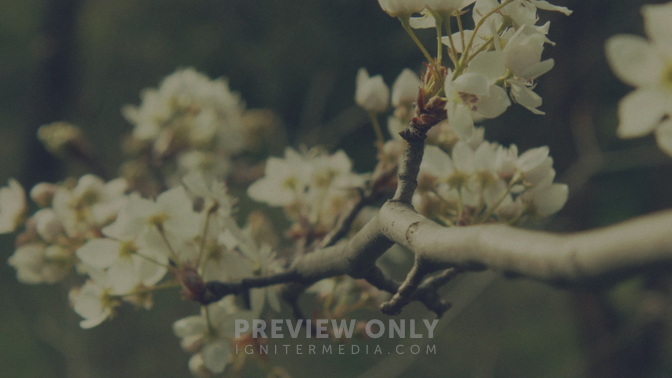 Blossoms_Far_HD.jpg
