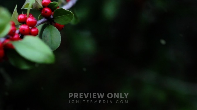 Holly_Branch_-_Left_16x9.jpg