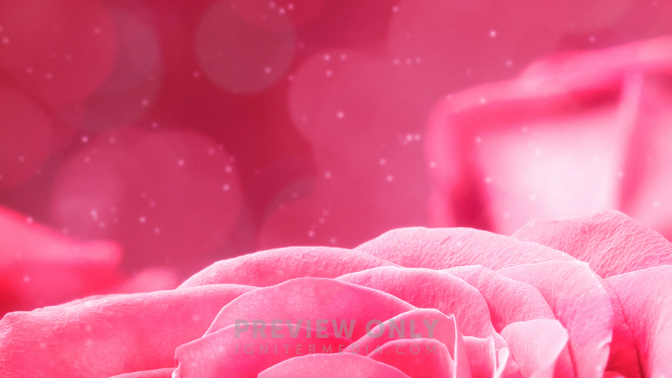 WL_Rose_Pedals_Pink_720p_Preview.jpg