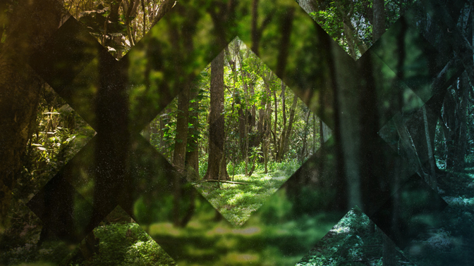 Forest_Diamonds_720p_Preview.jpg