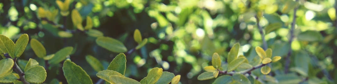 Spring_2020_Bush_UW_SD.jpg