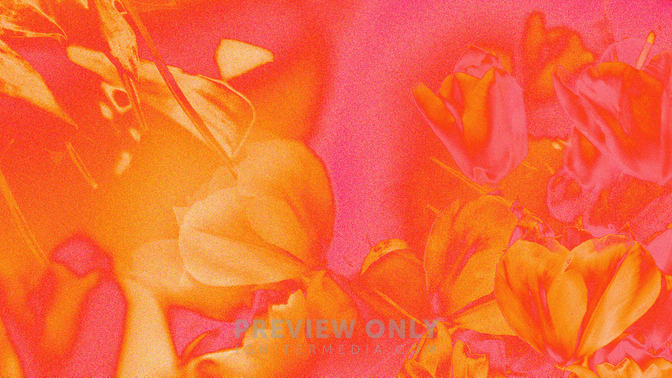 Spring_Flowers_Spring_WB_6_4K.jpg