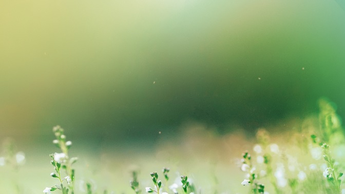 fields of bloom 3
