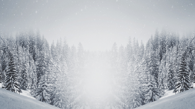 majestic snow - forest