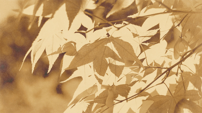 Golden_Harvest_-_Leaves_16x9.jpg