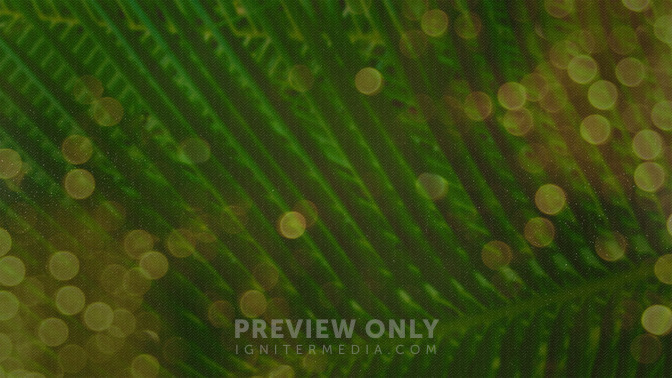 Palm_Bokeh_-_Welcome_16x9-TITLE-3#preset=tg_title3.jpg
