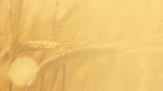 Thanksgiving_16x9-CONTENT-3#preset=tg_alt3.jpg