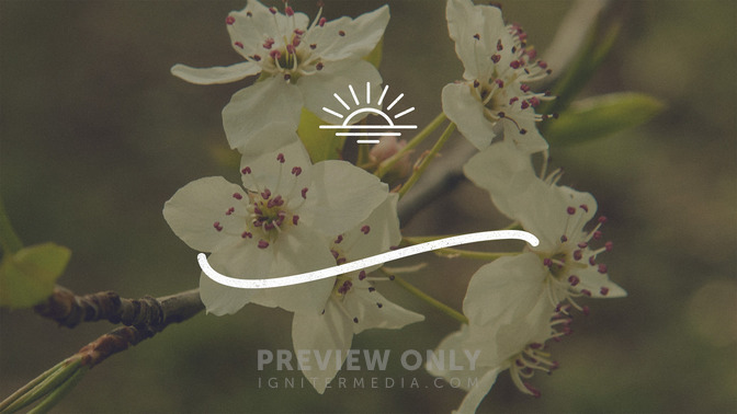 Blossoms_-_Thanks_16x9-TITLE-3#preset=tg_title3.jpg