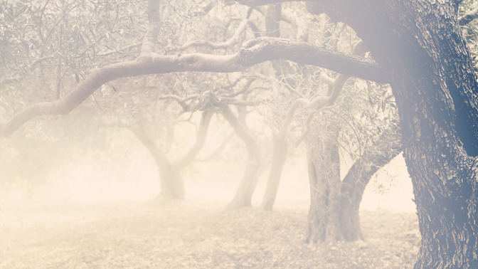 Wisdoms_Cry_16x9-BACKGROUND#preset=tg_bg.jpg