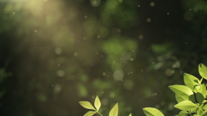spring flora - bush