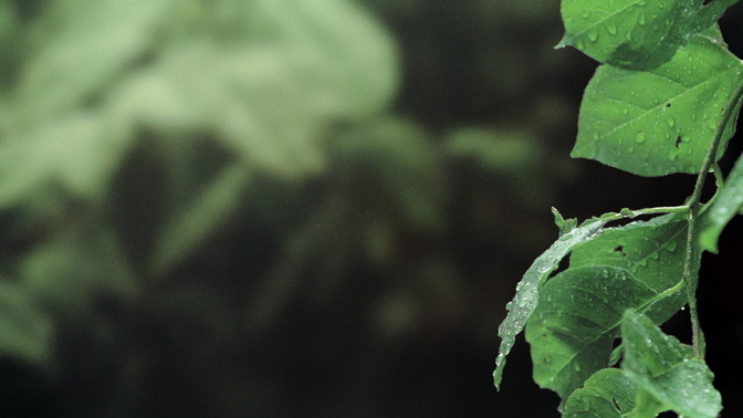 rainy leaves - right