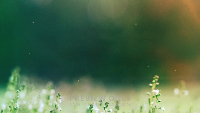 Fields_Of_Bloom_4_WIDE.jpg