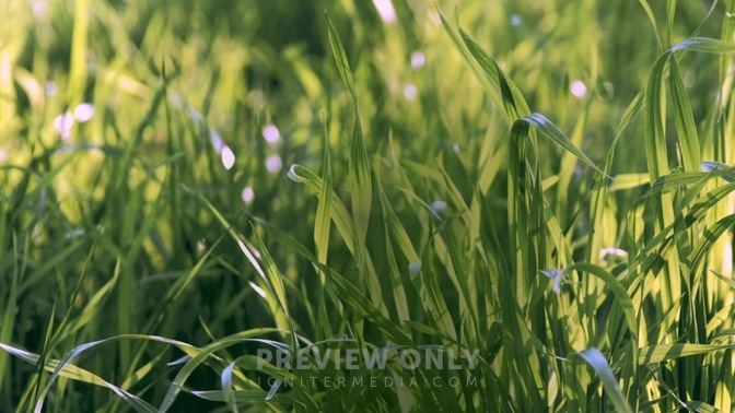 Spring_2020_Field_HD.jpg