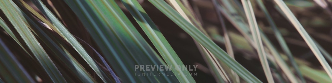 Spring_2020_Long_Grass_UW_SD.jpg