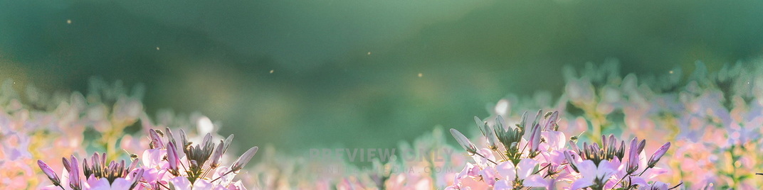 Fields_Of_Bloom_2_MS_1920x480.jpg