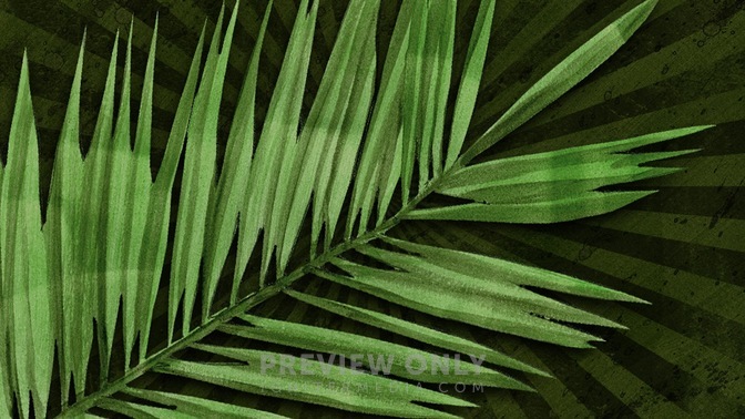 Palm_Branch_16x9.jpg