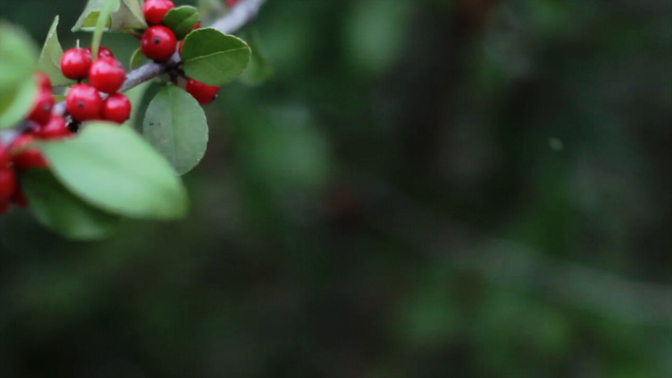 Holly Branch-Left.jpg