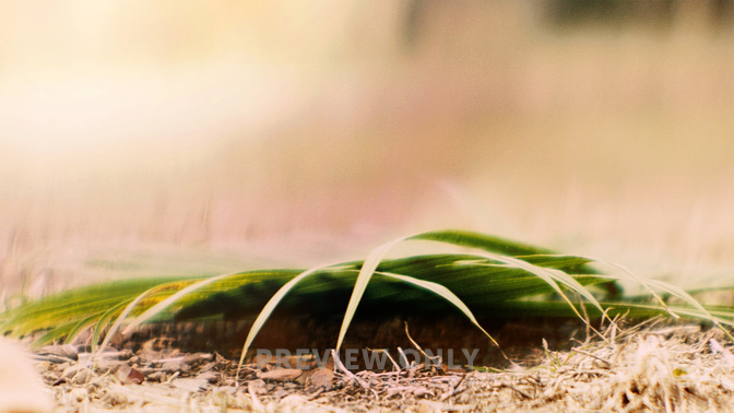 Palm-WIDE#preset=tg_title3.jpg